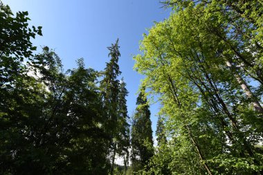 yeşil ağaçlar ve mavi gökyüzü.