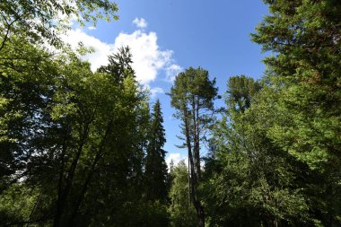 Ormanda yeşil ağaçlar