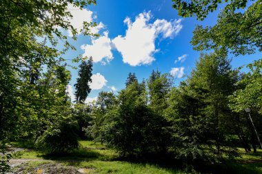 Yazın ormandaki yeşil ağaçlar