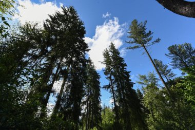 Yeşil ağaçlar ve bulutlu mavi gökyüzü