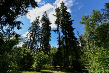 Yaz ormanı ve bulutlu mavi gökyüzü