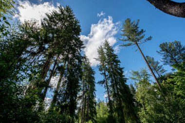 Ormanda yaz günü parkta.