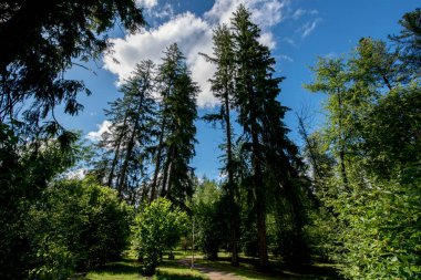 Ormanda yeşil ağaçlar.