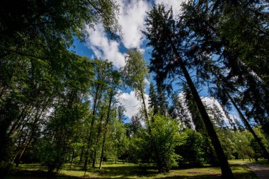 Orman ağaçları doğada