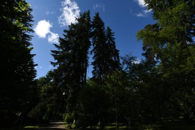 Gündüzleri ormandaki ağaçlar, Slovakya