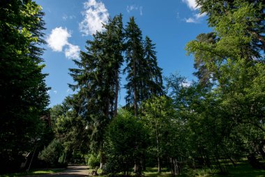 Baharda parkta ağaçlar