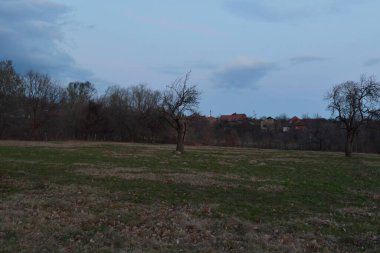 Akşamları ormanın tarlasında