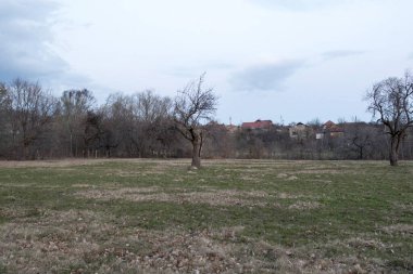 Arka planda ağaçlar ve çayırlar olan güzel bir manzara.