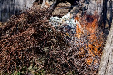 Ormanda yanmış odun. yanmış ağaç.