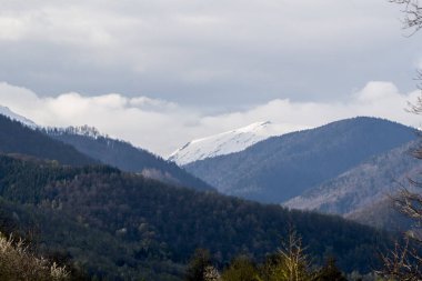 Kış mevsiminde dağ ormanı