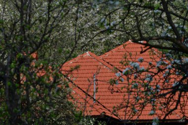 İlkbaharda kiraz çiçeği