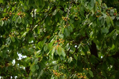 Ağaç dallarında yeşil yapraklar