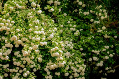 Bahçedeki güzel beyaz çiçekler