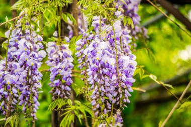 Çiçek açan salkımlar, bahar çiçekleri...