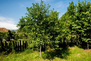 Bahçesinde yeşil yapraklar olan ağaçlar.