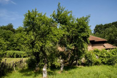 Ormandaki eski ahşap çitler, yaz manzarası