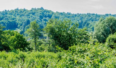 Ormanlı yaz manzarası ve bulutlu mavi gökyüzü.