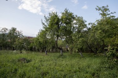 yeşil ağaçlar ve çimenler