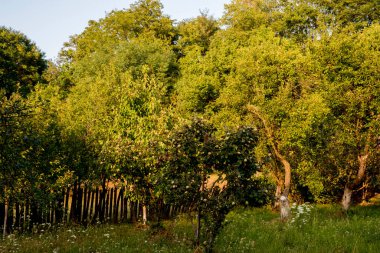 Parktaki ağaçların güzel yaz manzarası.
