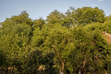 Ormanın ahşap çatısı