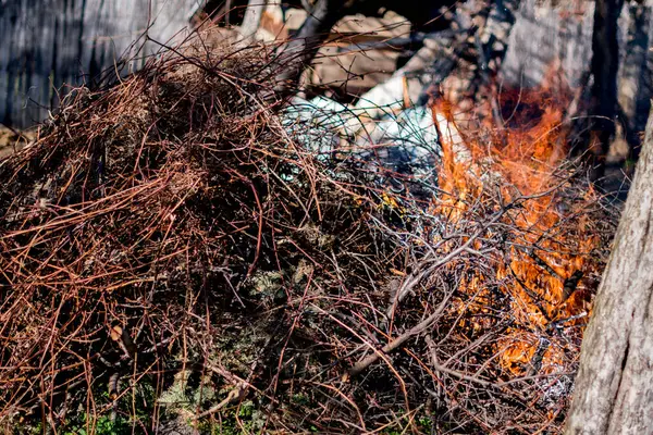 Ormanda yanmış odun. yanmış ağaç.