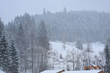 Dağlarda karla kaplı ağaçlarla kaplı güzel bir manzara.