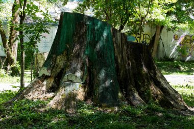 Parktaki eski terk edilmiş ev.