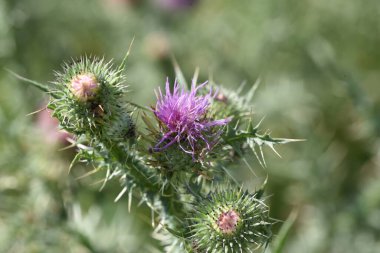 Devedikeni çiçeklerini kapatın.