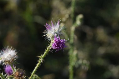 Arazide açan güzel mor çiçeklerin yakın plan çekimi.