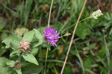 Güzel botanik fotoğrafı, doğal duvar kağıdı.