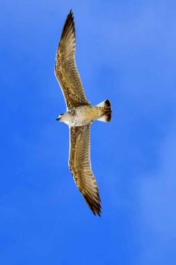 gökyüzünde uçan martı