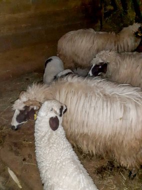 Çiftlikteki beyaz koyun