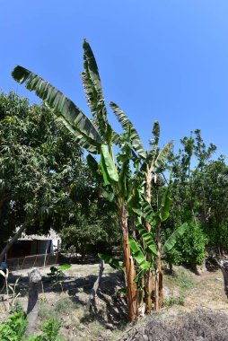 Hindistan cevizi ağacı Tayland