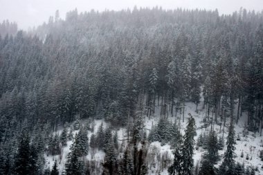 Güzel karlı kış ormanı manzarası