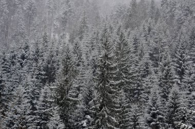 Kışın karlı orman.