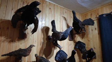 Duvarda bir grup siyah ördek