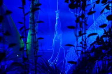 Mavi ve beyaz neon ışıklarının soyut arkaplanı.