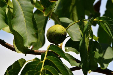 Bahçede yeşil cevizler