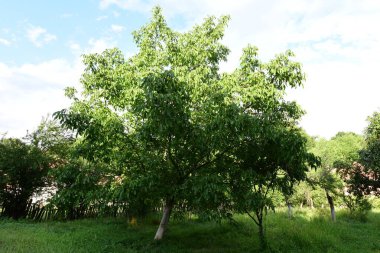 Ormandaki yeşil ağaç