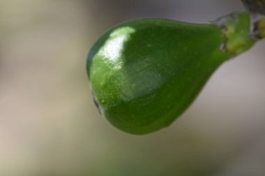 Yeşil bir yaprağa yaklaş