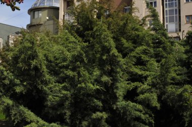 Parktaki yeşil ağaçlar