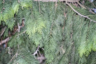 Ormandaki kozalaklı ağaçta genç iğneli ladin dalları