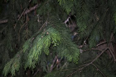 Yeşil çam dalı yakın - yakın. doğa arkaplanı.