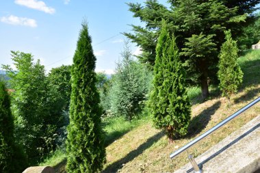 Parktaki güzel yeşil çimenler ve ağaçlar.