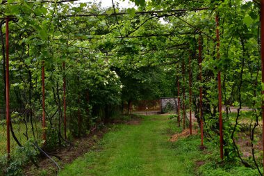 Arka planda yeşil bitkiler olan üzüm bağları