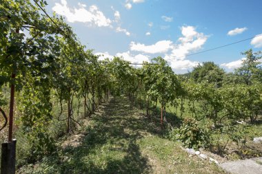 Üzüm bağında yeşil üzüm yaprakları.