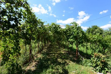 Kırsaldaki üzüm bağları