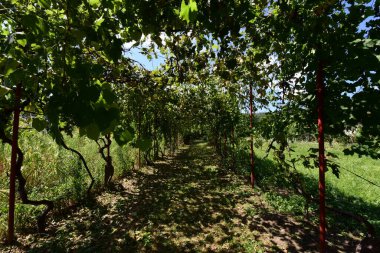 yeşil yapraklar, bitki örtüsü ve doğa