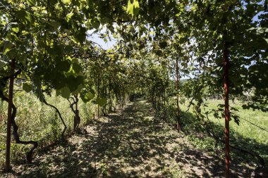 Üzüm bağının güzel manzarası