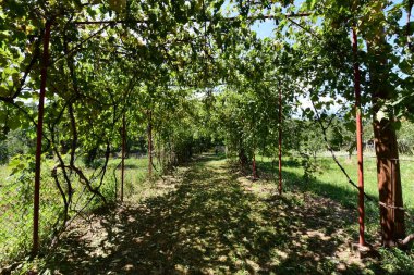 Parktaki yeşil ağaçlar.